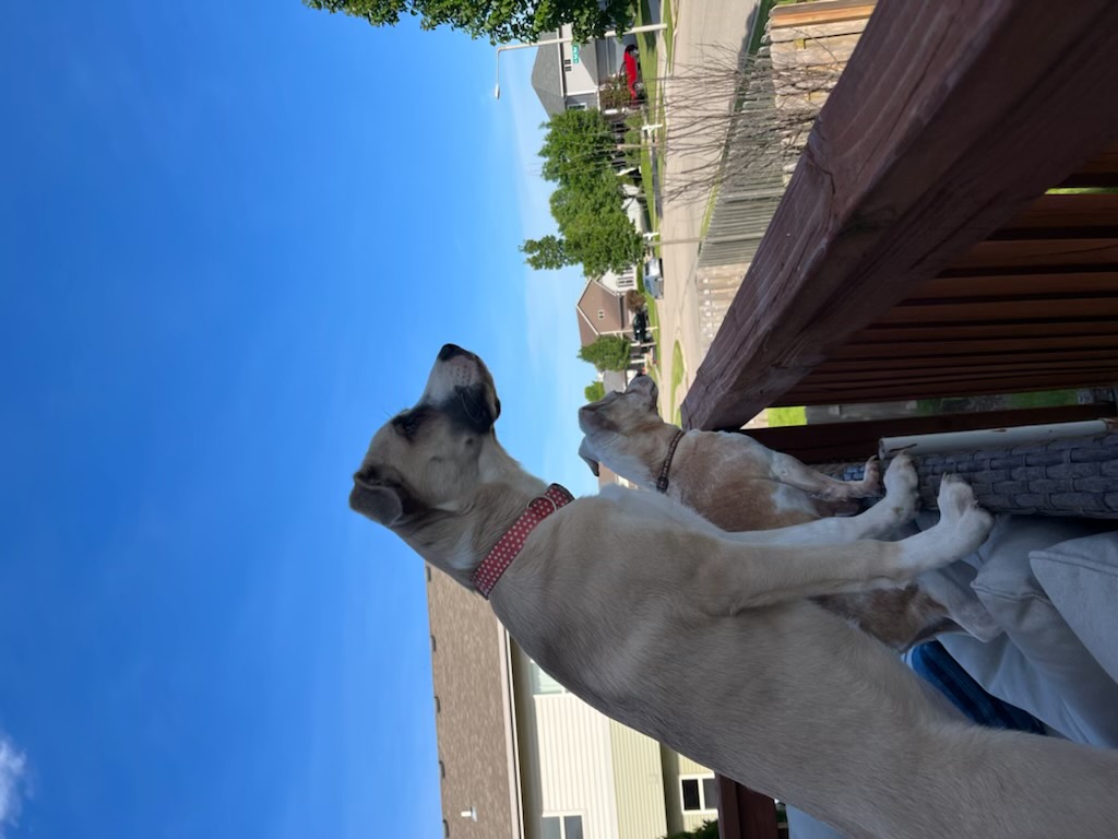 Two dogs looking out from a wooden deck on a sunny day.