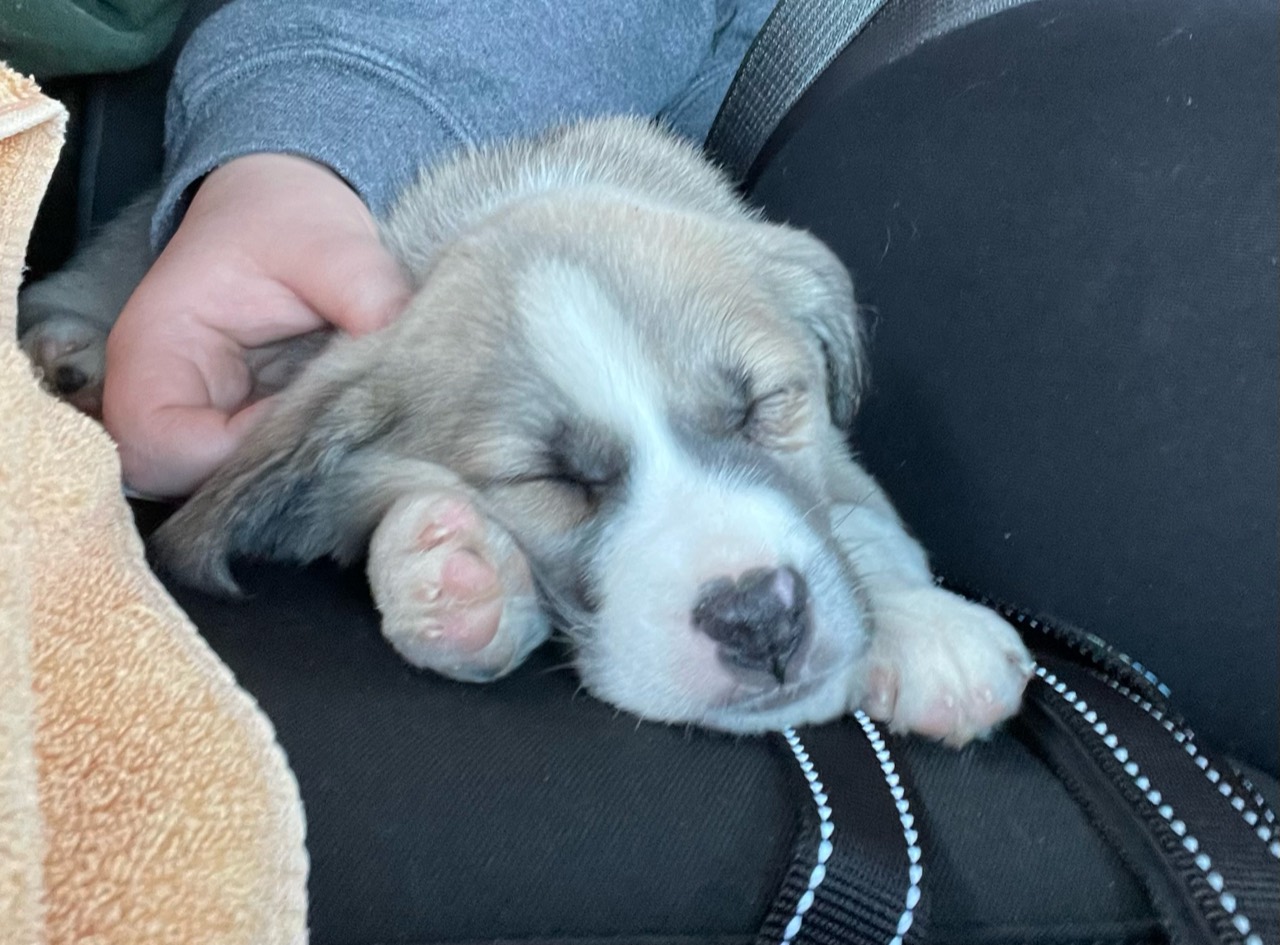 A sleeping puppy resting on a person's lap.